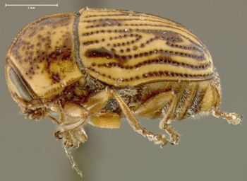 Media type: image;   Entomology 24998 Aspect: habitus lateral view
